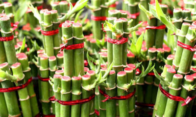 Bambu da Sorte e Prosperidade