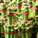 Bambu da Sorte e Prosperidade