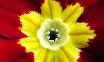 Prímula - A flor da Primavera e da realeza Britânica